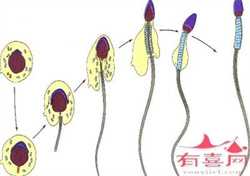 上海代孕的方法，上海第三代试管婴儿需要花多少钱？